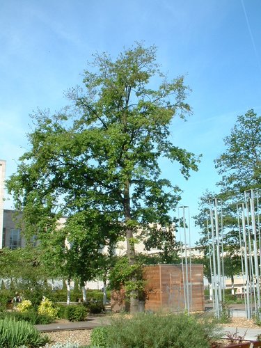 Chêne pédonculé – Bruxelles, Jardin du Mont des Arts, Mont des Arts –  15 Mai 2002