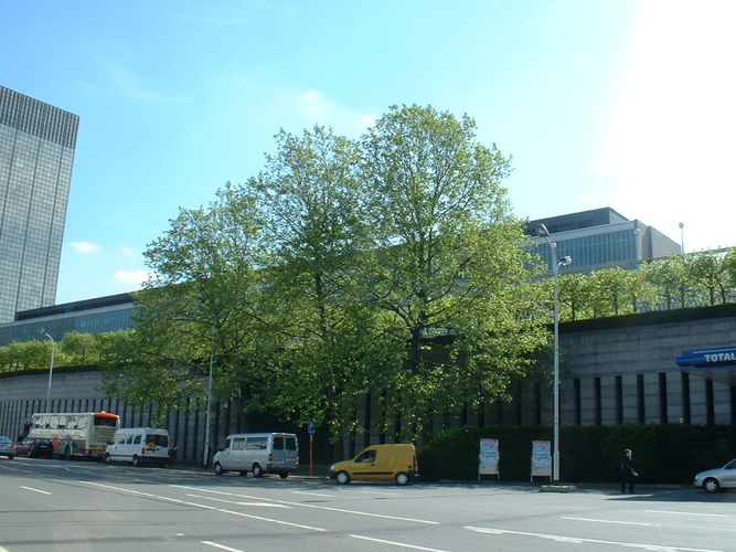Gewone plataan – Brussel, Pachecolaan, 32 –  16 Mei 2002