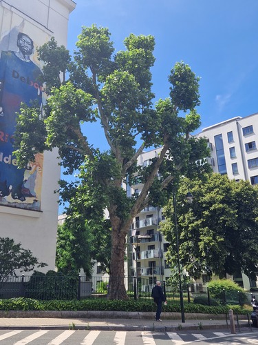 Gewone plataan &ndash; Brussel, Meiboomstraat, 36 &ndash;  06 Juli 2026