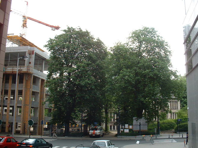 Witte paardenkastanje – Brussel, Wiertzstraat, 77 –  21 Mei 2002