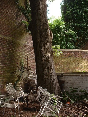 Tilleul argenté – Bruxelles, Rue Archimède, 69 –  27 Mai 2002