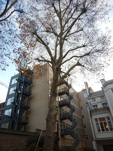 Gewone plataan – Brussel, Hertogsstraat, 65 –  20 November 2025