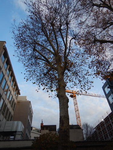 Platane à feuille d'érable – Bruxelles, Rue Ducale, 65 –  13 Novembre 2025
