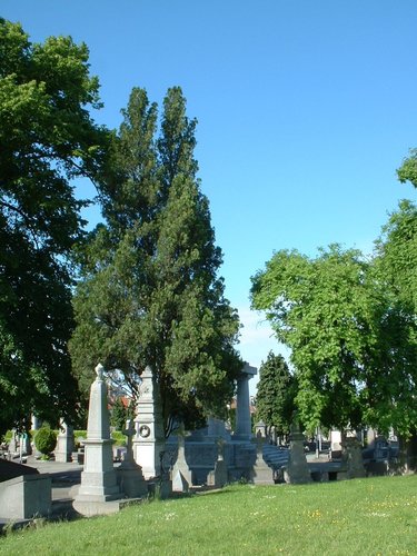 Thuja orientalis – Schaarbeek, Begraafplaats van Sint-Joost-ten-Node, Henri Choméstraat, 9 –  30 Mei 2002