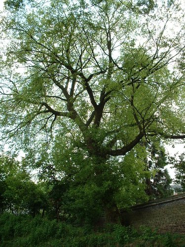 Erable à feuilles de frêne – Schaerbeek, Rue Frédéric Pelletier, 37 –  31 Mai 2002
