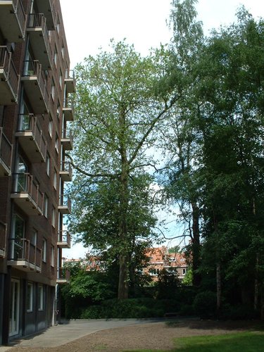 Gewone plataan – Schaarbeek, Linthoutstraat, 89a –  31 Mei 2002