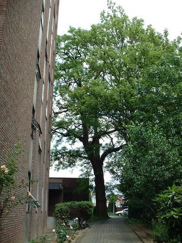 Gewone acacia – Schaarbeek, Leuvensesteenweg, 437 –  04 Juni 2002