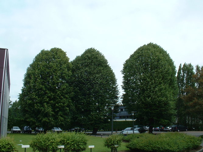 Tilleul à larges feuilles – Evere, Avenue Jules Bordet, 11 –  14 Juin 2002