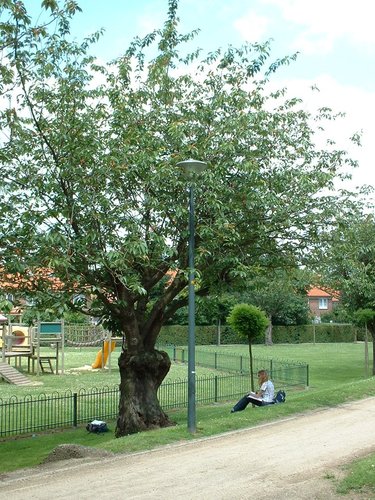 Cerisier du Japon – Evere, Chaussée de Louvain, 953 –  14 Juin 2002