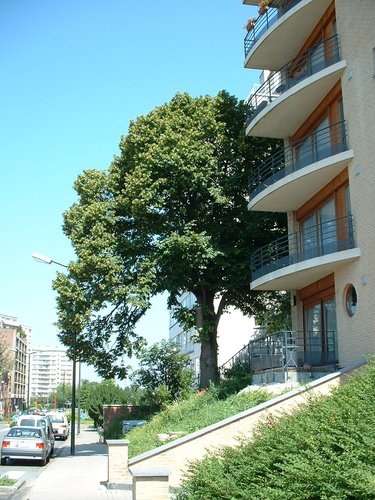Tilleul commun – Evere, Rue de Genève –  17 Juin 2002