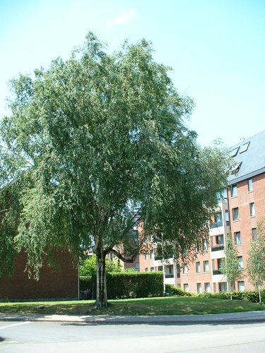 Ruwe, witte, gewone berk – Evere, Tornooiveld wijk, Optimismelaan –  17 Juni 2002