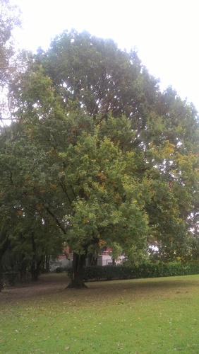 Chêne pédonculé – Evere, Rue de l'Arbre Unique –  20 Octobre 2016