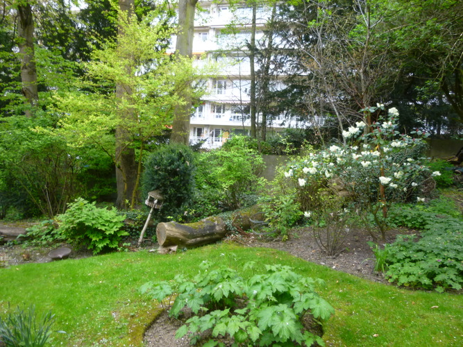 Catalpa à feuilles d'or – Woluwé-Saint-Lambert, Avenue Paul Hymans, 100 –  13 Avril 2017