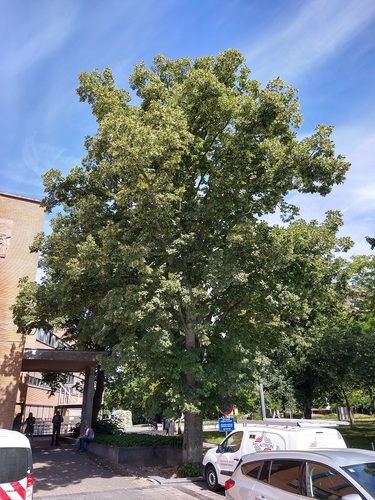 Tilleul commun &ndash; Evere, Square Servaes Hoedemaekers &ndash;  12 Juillet 2022