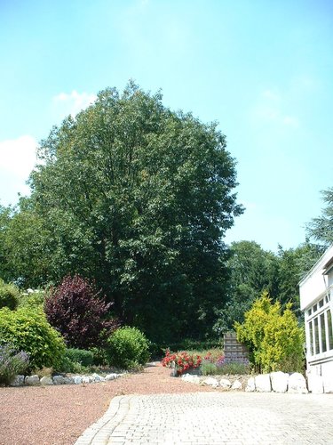 Chêne rouge d'Amérique – Woluwé-Saint-Lambert, Rue Neerveld, 1 –  26 Juin 2002