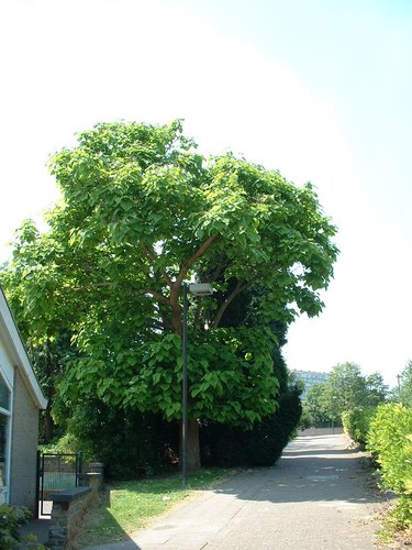 Trompetboom – St.- Lambrechts - Woluwe, Neerveldstraat –  26 Juni 2002