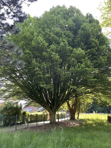 Carpinus betulus f. fastigiata – Woluwé-Saint-Lambert, Rue Neerveld –  14 Mai 2025