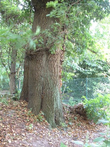 Chêne pédonculé – Woluwé-Saint-Lambert, Avenue Jean-François Debecker, 10 –  27 Juin 2002