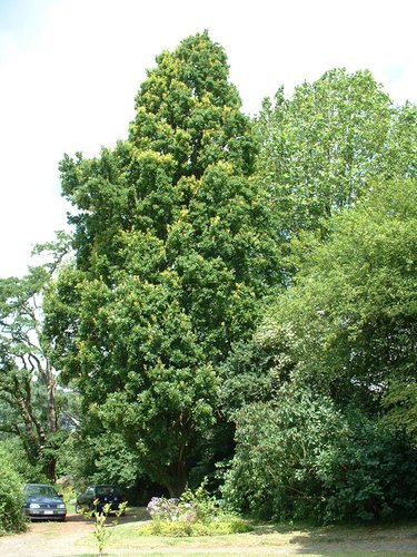 Chêne pédonculé fastigié – Woluwé-Saint-Lambert, Avenue de la Chapelle, 35 –  27 Juin 2002
