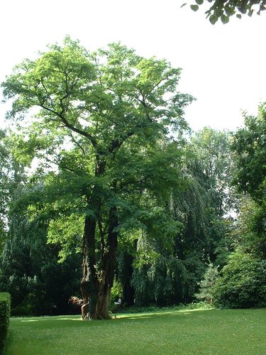 Robinier faux-acacia &ndash; Watermael-Boitsfort, Avenue Léopold Wiener, 87 &ndash;  04 Juillet 2002
