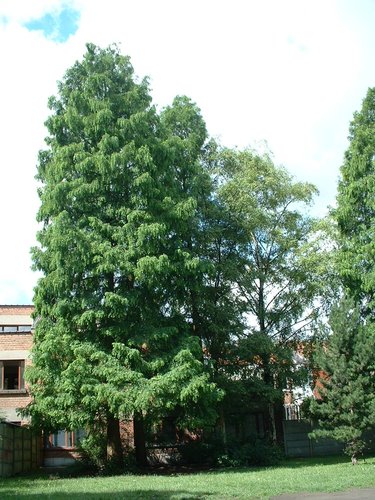 Métaséquoia – Schaerbeek, Rue Van Droogenbroeck, 53 –  11 Juillet 2002