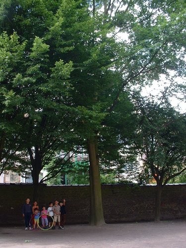 Chêne rouge d'Amérique – Schaerbeek, Rue du Tilleul, 52 –  11 Juillet 2002