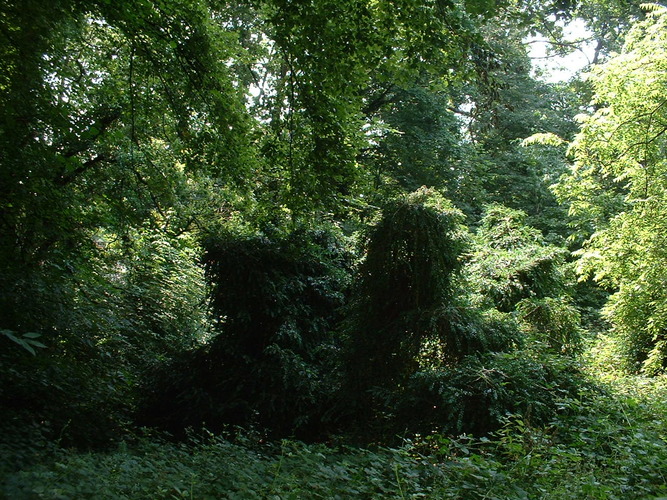 Gewone palm – Watermaal-Bosvoorde, Het privé-park van het Koninklijk Instituut voor Natuurwetenschappen van België en de Chablisweg, Windbreukweg, 4 –  17 Juli 2002
