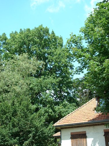 Chêne pédonculé – Watermael-Boitsfort, Avenue Léopold Wiener, 86 –  18 Juillet 2002