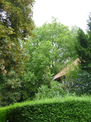 Gewone plataan – Watermaal-Bosvoorde, Léopold Wienerlaan, 100 –  29 Juli 2014