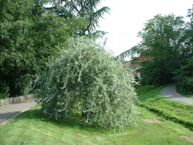 Pyrus salicifolia f. pendula – Auderghem, Parc Seny, Boulevard du Souverain –  19 Juillet 2002