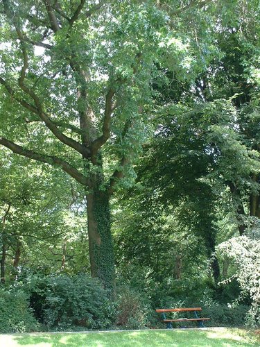 Chêne des marais – Watermael-Boitsfort, Parc Tenreuken, Boulevard du Souverain –  19 Juillet 2002