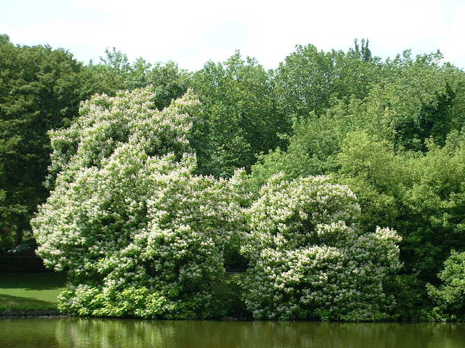 Trompetboom – Watermaal-Bosvoorde, Tenreukenpark, Vorstlaan –  19 Juli 2002