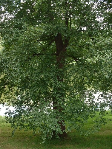Aulne à feuilles cordées – Watermael-Boitsfort, Parc Tenreuken, Avenue du Grand Forestier –  19 Juillet 2002