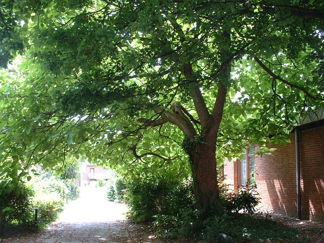 Catalpa commun – Woluwé-Saint-Lambert, Avenue Oscar Jespers, 31 –  24 Juillet 2002