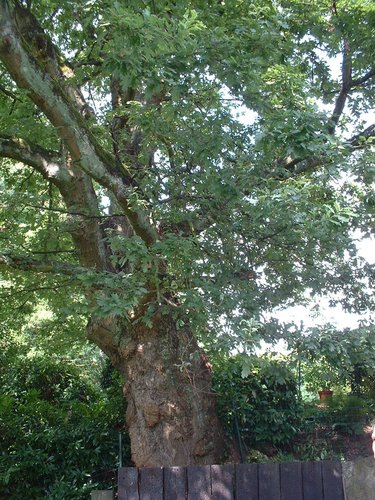 Chêne pédonculé – Watermael-Boitsfort, Avenue de la Fauconnerie, 131-133 –  25 Juillet 2002