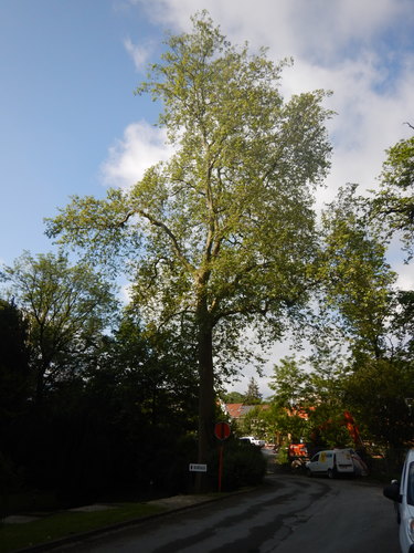 Platane à feuille d'érable – Watermael-Boitsfort, Avenue Emile Van Becelaere, 26 –  23 Mai 2024