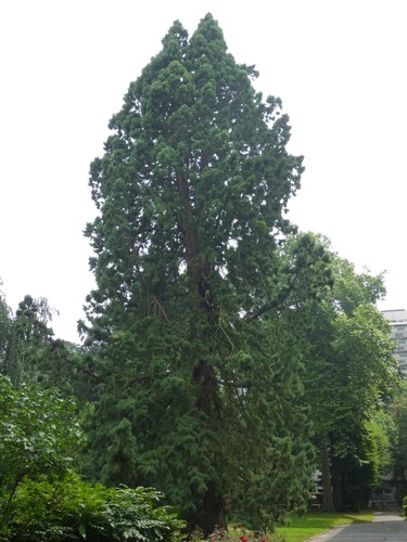 Sequoia géant – Watermael-Boitsfort, Avenue Emile Van Becelaere, 26 –  29 Juillet 2014