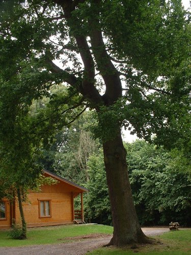Zomereik – Watermaal-Bosvoorde, Park van het kasteel Bischoffsheim, Van Kermlaan –  26 Juli 2002