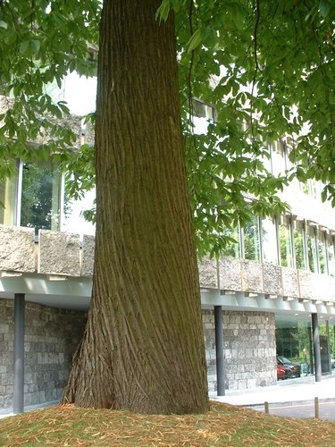 Châtaignier – Watermael-Boitsfort, Ancien siège de Glaverbel, Chaussée de La Hulpe, 166 –  26 Juillet 2002