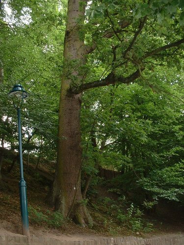 Chêne pédonculé – Auderghem, Parc Tenreuken, Avenue du Grand Forestier –  19 Juillet 2002