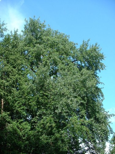Peuplier blanc – Auderghem, Avenue du Grand Forestier –  22 Juillet 2002