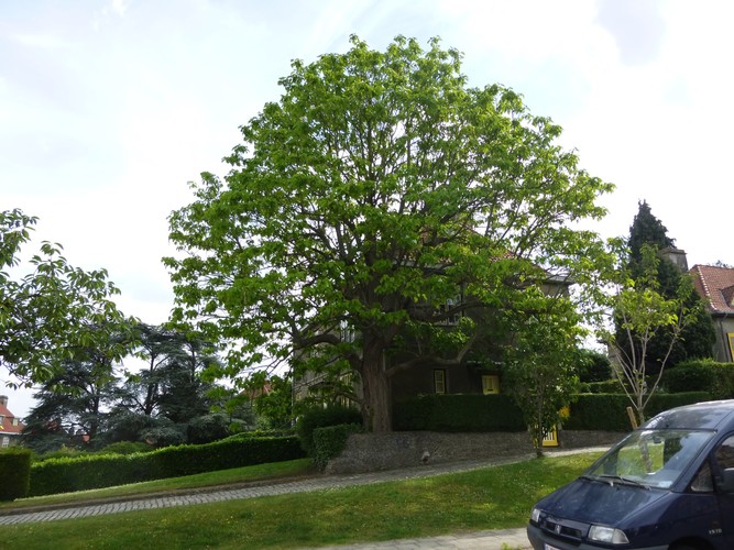 Trompetboom – Watermaal-Bosvoorde, Tuinwijken Le Logis en Floréal, Aartshertogenlaan, 117 –  13 Juni 2014