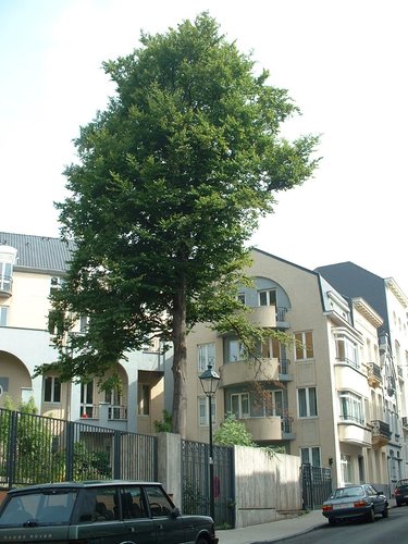 Hêtre d'Europe – Saint-Gilles, Rue Jourdan –  08 Août 2002