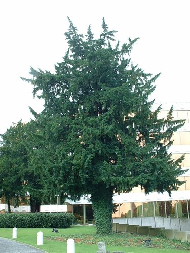 Venijnboom – Watermaal-Bosvoorde, Terhulpsesteenweg, 189 –  07 August 2002