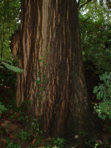 Chêne rouge d'Amérique – Watermael-Boitsfort, Drève du Duc, 71 –  07 Août 2002