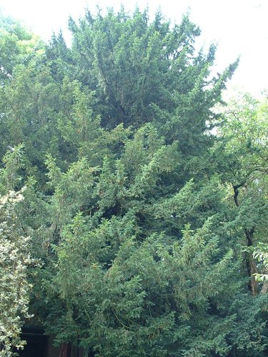Venijnboom – Watermaal-Bosvoorde, Hertogendreef, 71 –  07 August 2002