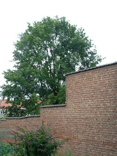 Quercus sp – St.- Lambrechts - Woluwe, de Broquevillelaan, 249 –  09 August 2002