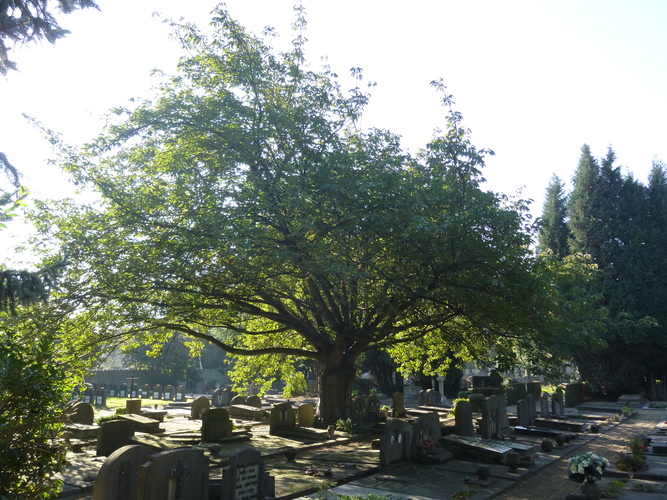 Cerisier du Japon – Woluwé-Saint-Lambert, Avenue du Dernier Repos –  01 Octobre 2015