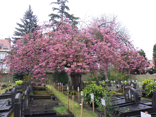 Cerisier du Japon – Woluwé-Saint-Lambert, Avenue du Dernier Repos –  02 Avril 2024