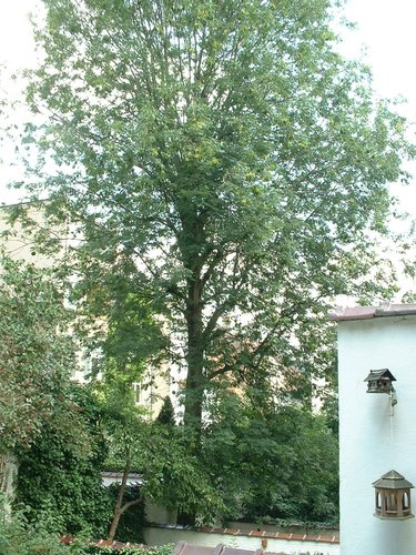 Frêne commun – Woluwé-Saint-Lambert, Avenue Marie-José, 162 –  14 Août 2002